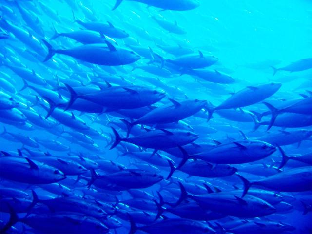 ATUN_CARDUMEN.jpg